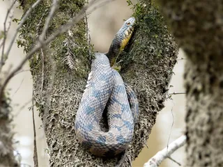 Honey Island Kayak Tours