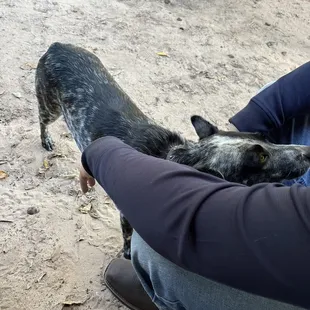 Lola the dog here is very friendly