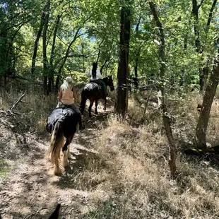 Forrest like scenery