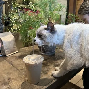 I'm in love with this kitty!