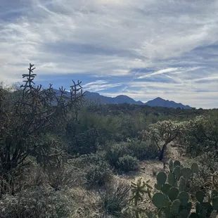 In love with this desert