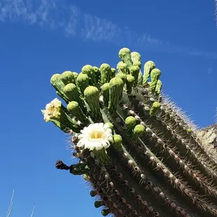 Saguaro bloom on an arm