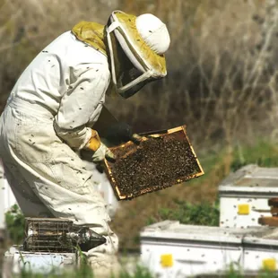 a beekeeper inspecting a beehive