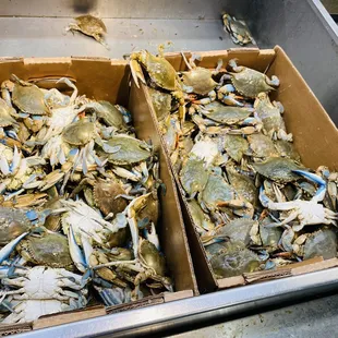 blue crabs in boxes