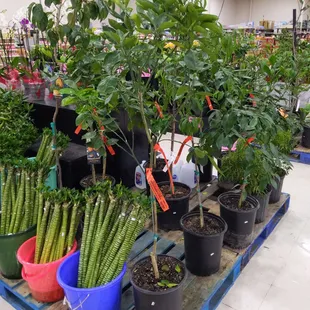 I love walking around this plant section that they have.