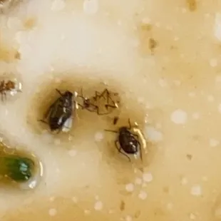 bugs in broccoli beef.