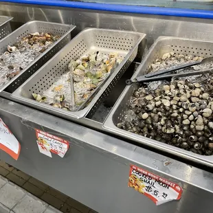 Moon snail, conch and periwinkles