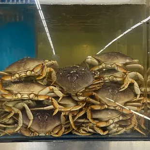 Dungeness crab