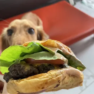 a dog looking up at the camera