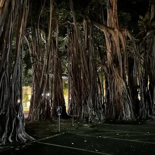 Trees that captures lost souls.