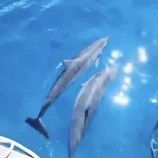 Screenshot of the video I took of the dolphins