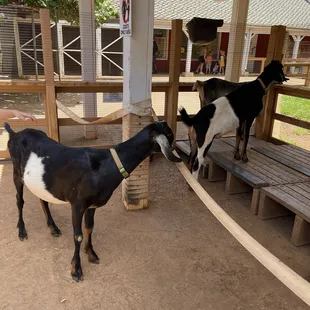 5/2024 goats at the keiki zoo