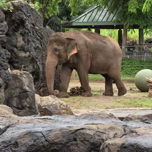 Honolulu Zoo: Elephant