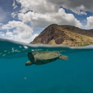 Honu Hawaii Activities and Tours