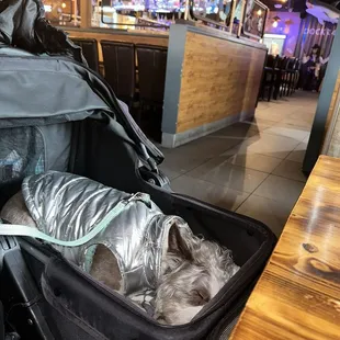 My dog in her stroller at hook and reel - they accommodated my dog being in there for us to eat and that was super important to us!!!
