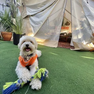 The cutest outdoor space AND the inside is also pup friendly :)