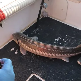 Fishing