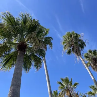 palm trees against a blue sky
