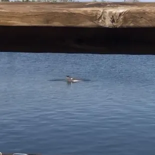 Dolphins in the bay@Hooks