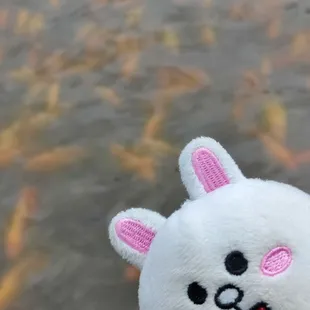 Lots of fish in the lake!