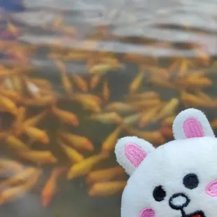 Fishies!
