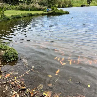 Fish by the lake