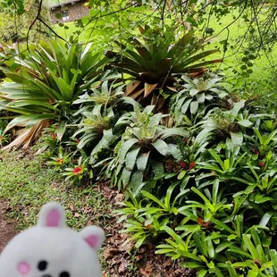 Bromeliads