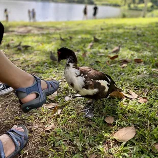 Overly friendly ducks