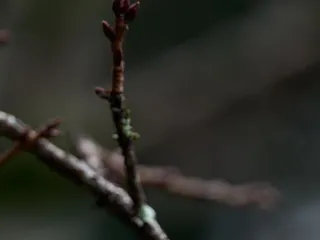 Wahiawa Botanical Garden