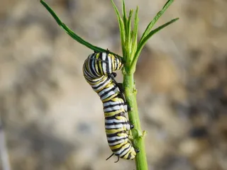 Panorama Vista Preserve