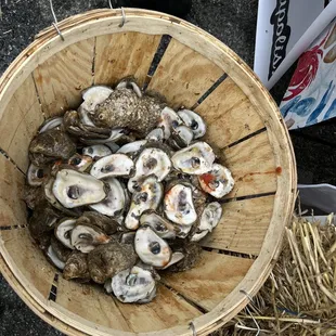 Oysters Oysters Oysters