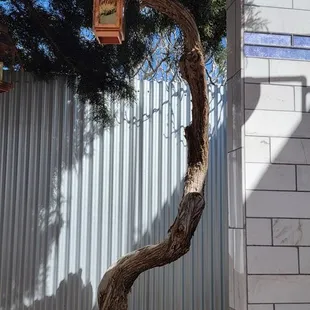 Juniper in Juniper pool.