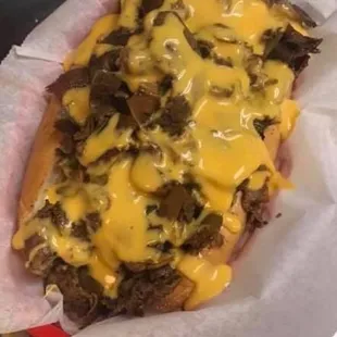 Cheesesteak PitBull with wiz!