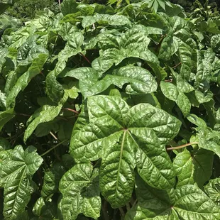 Edible hibiscus plant. Delicious.