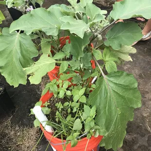 Garden in a bucket for people to take home! Eggplant, green onion and maile hohono.