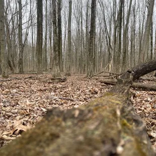The trees in mid March