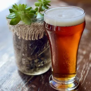 a glass of beer and a potted plant