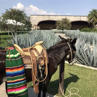 Herrradura Tequila!