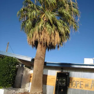 a palm tree in front of a building