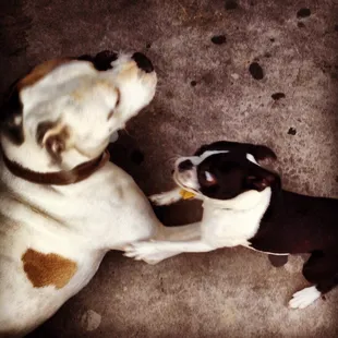 Pups playing at Hope