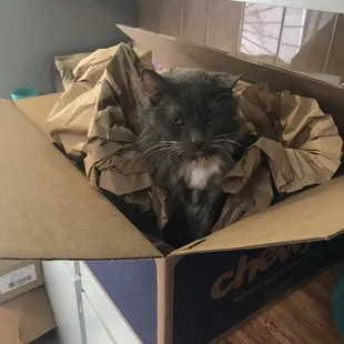 Hector is the official inspector of all deliveries to the shelter.