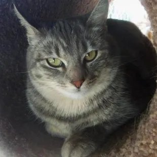 Kimmie- Adopted 5/6/2017