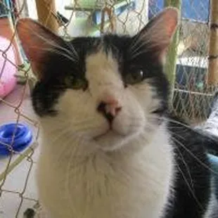 Charlie-Adopted 5/1/2017