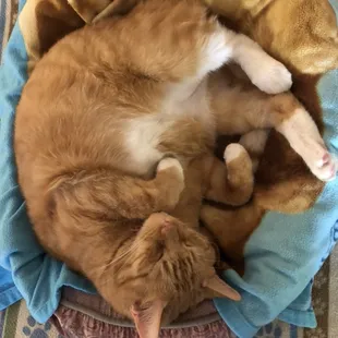 Rizzo having a much deserve nap after all the pets from the day