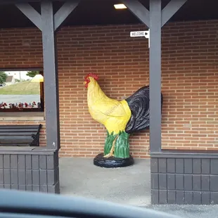 Barberton Chicken!