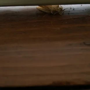 window ledge.. dead bugs. .