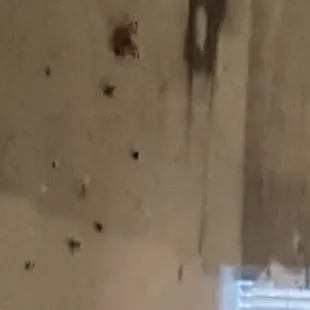 dead spider in photo above hostess stand..