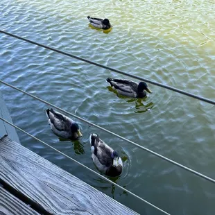 Lunch with some very cute guests!