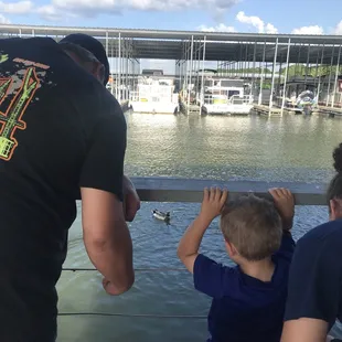 Feeding ducks