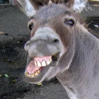 DonkeySmell ..